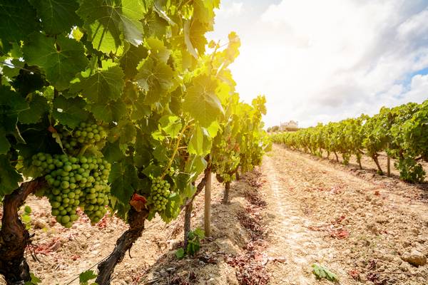 Hôtel pour évènements, Quincié-en-Beaujolais, Le Mont Brouilly