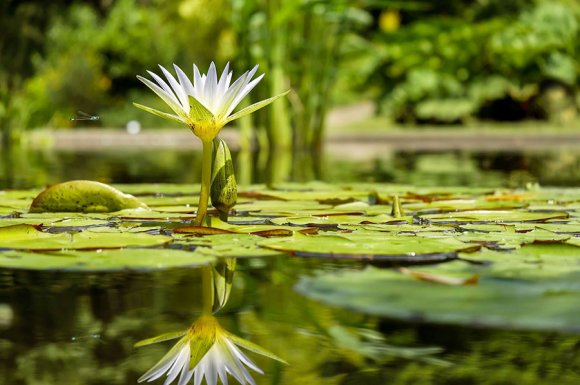 Les Jardins Aquatiques à Quincié-en-Beaujolais