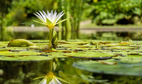 Les Jardins Aquatiques à Quincié-en-Beaujolai